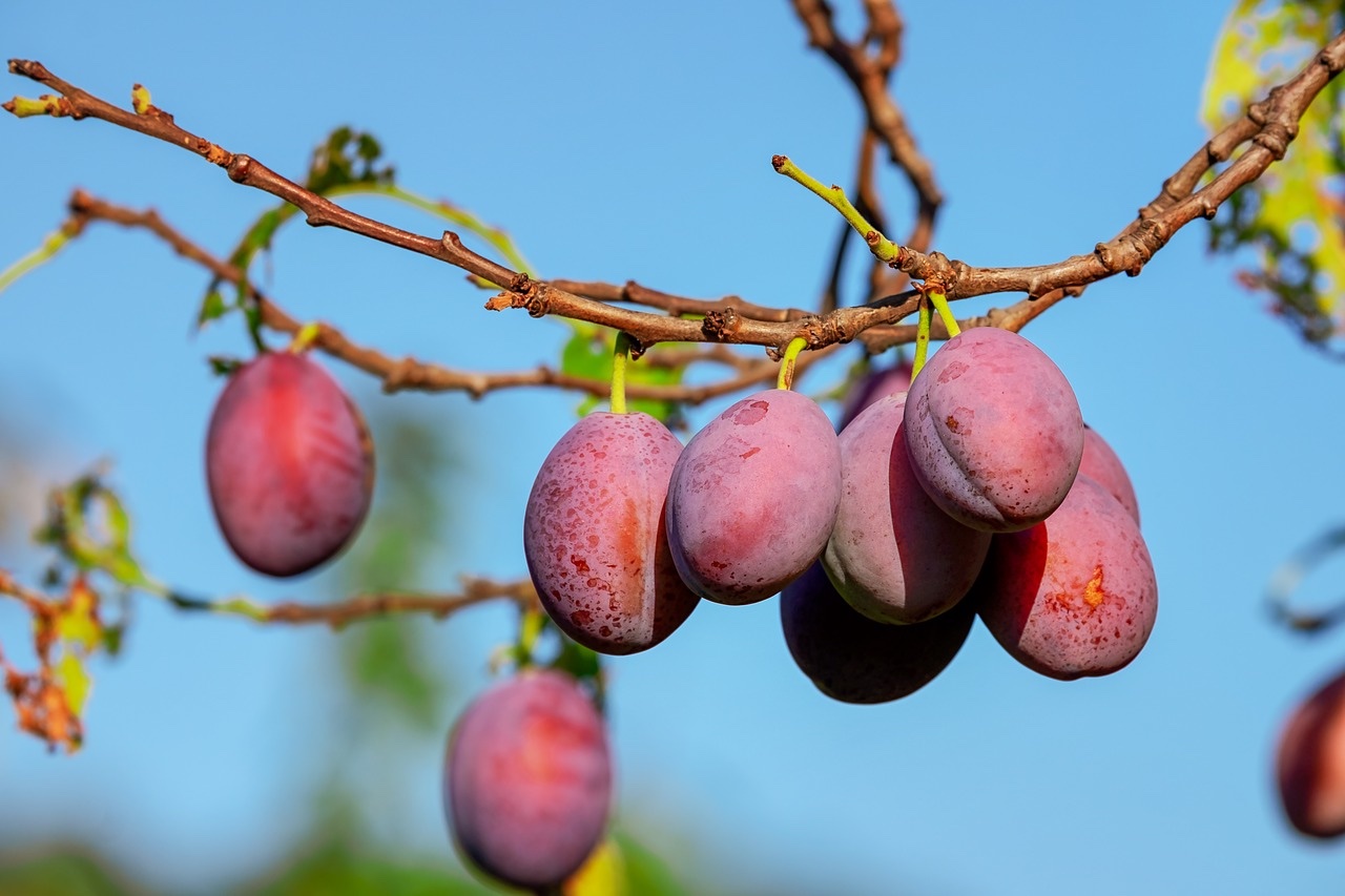 fruits-rouges-2