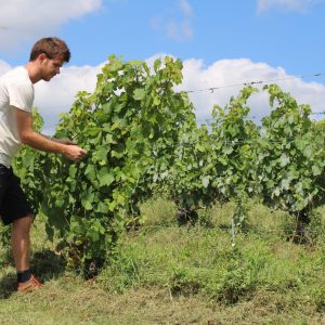 2021-07-29 12.26.09 Vigneron Bio en agro dynamie Module-I : Planter la vigne préparation au passage du BP