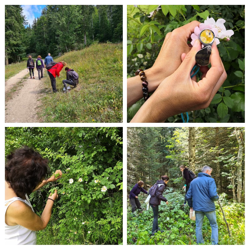Bac Pro CGEA - PPAM - Cueillette et production des plantes médicinales