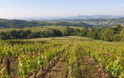 Vigneron en biodynamie Module-II : Plier les baguettes préparation au passage du BP