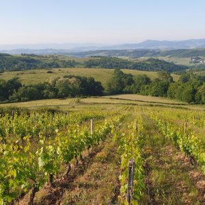 photo-5-vin-30_03_21 Vigneron en biodynamie Module-II : Plier les baguettes préparation au passage du BP