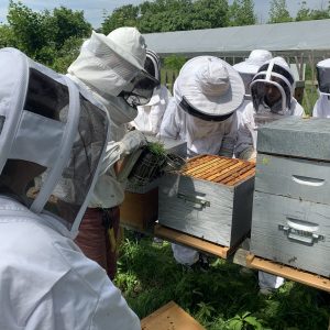Apiculteur artisanal en ville Module-I